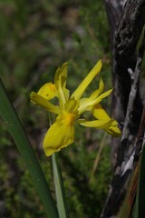 Moraea reticulata