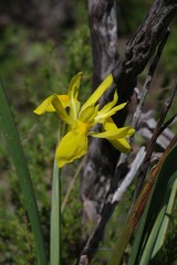 Moraea reticulata
