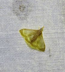 Clupeosoma pellucidalis