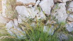 Helictotrichon convolutum