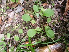 Myosotis chaffeyorum