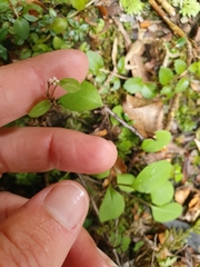 Myosotis chaffeyorum