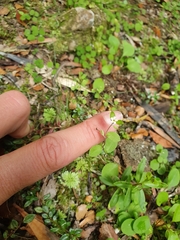 Myosotis chaffeyorum