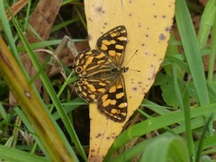Oreixenica kershawi