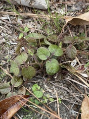 Desmodium rotundifolium