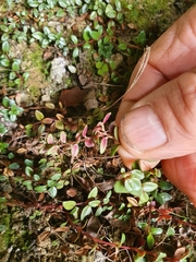 Epilobium gracilipes