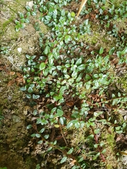 Epilobium gracilipes