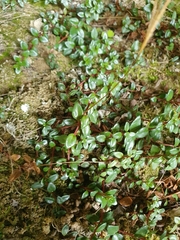Epilobium gracilipes