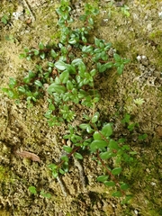 Epilobium gracilipes
