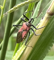 Rhynocoris segmentarius