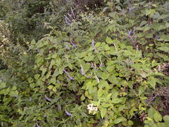 Salvia connivens