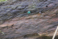 Chlorociboriaceae