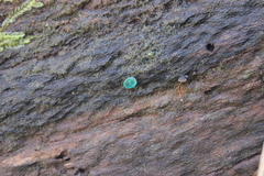 Chlorociboriaceae