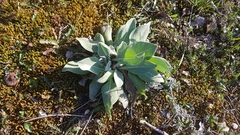 Centaurea triumfettii