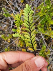 Veronica canterburiensis