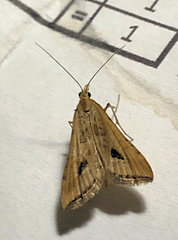 Diasemia