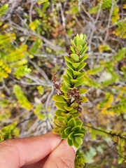 Veronica canterburiensis