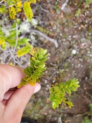 Veronica canterburiensis