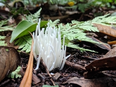 Clavaria alboglobospora