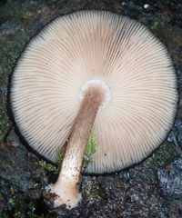 Pluteus perroseus