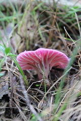 Hygrocybe cheelii