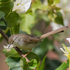 Prinia gracilis