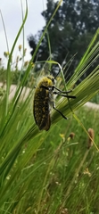 Julodis