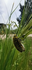 Julodis
