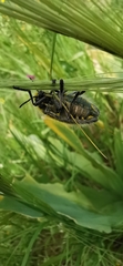 Julodis