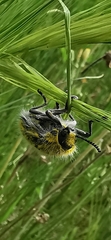 Julodis