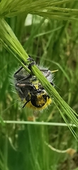 Julodis