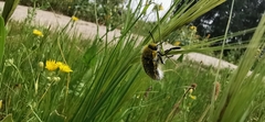 Julodis