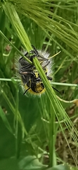 Julodis