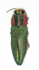 Anthaxia scorzonerae