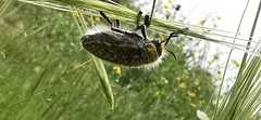 Julodis