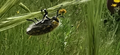 Julodis