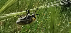 Julodis