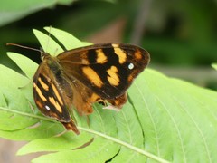 Heteronympha solandri