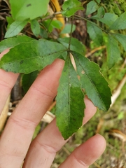 Pseudopanax macintyrei