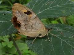 Heteronympha solandri