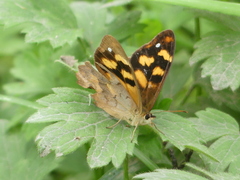 Heteronympha solandri