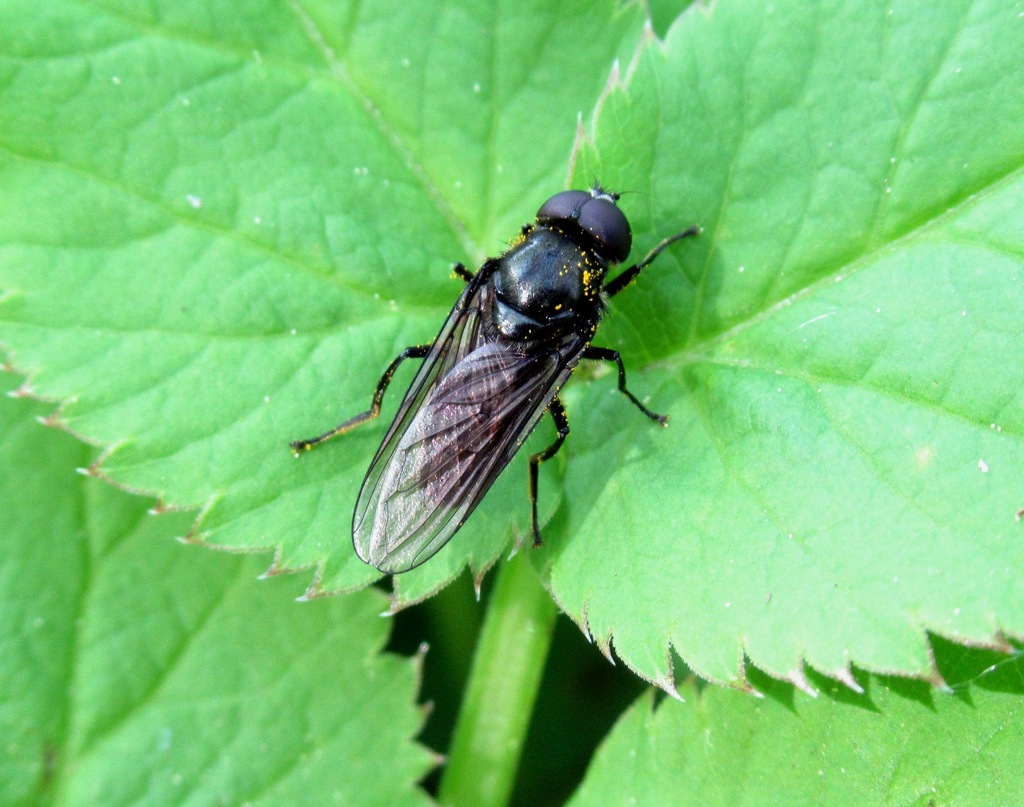 Cheilosia carbonaria