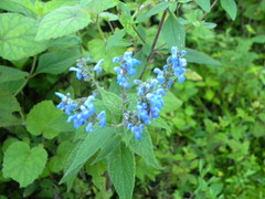 Salvia connivens