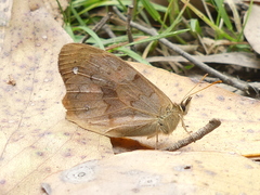 Heteronympha solandri