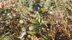 Ophrys bertolonii flavicans