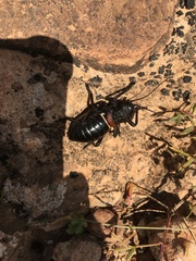 Eugaster guyoni