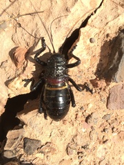 Eugaster guyoni