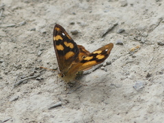 Heteronympha solandri