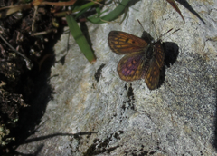 Lycaena tama