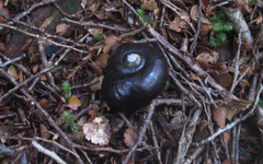 Powelliphanta